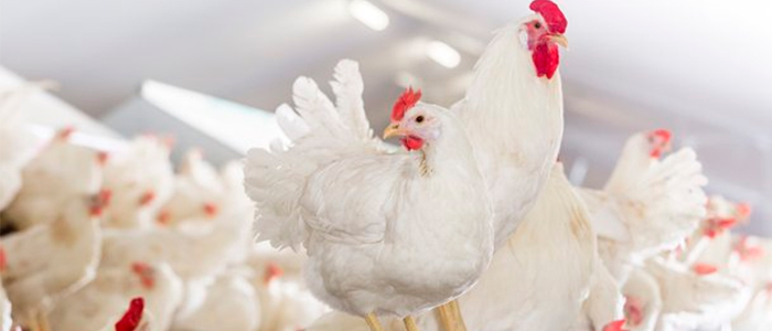 В Доме правительства состоялась встреча по рассмотрению вопроса по сертификации поставок птицы в ЕС 