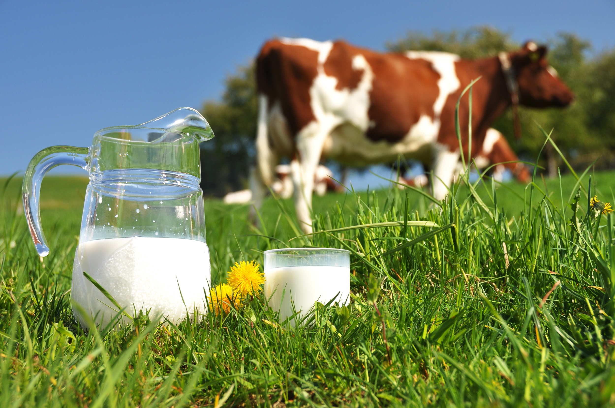 В Программу по разработке стандартов для регламента на молоко внесут изменения