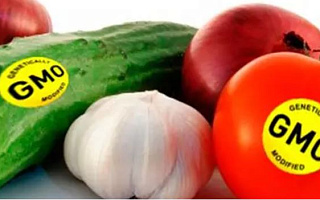 Изменения в маркировке продуктов с ГМО